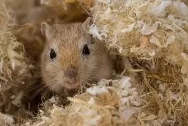 Ésquilo da Mongólia ( Gerbil) - Foto 4