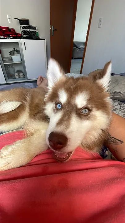 Husky Siberiano com olhos azuis