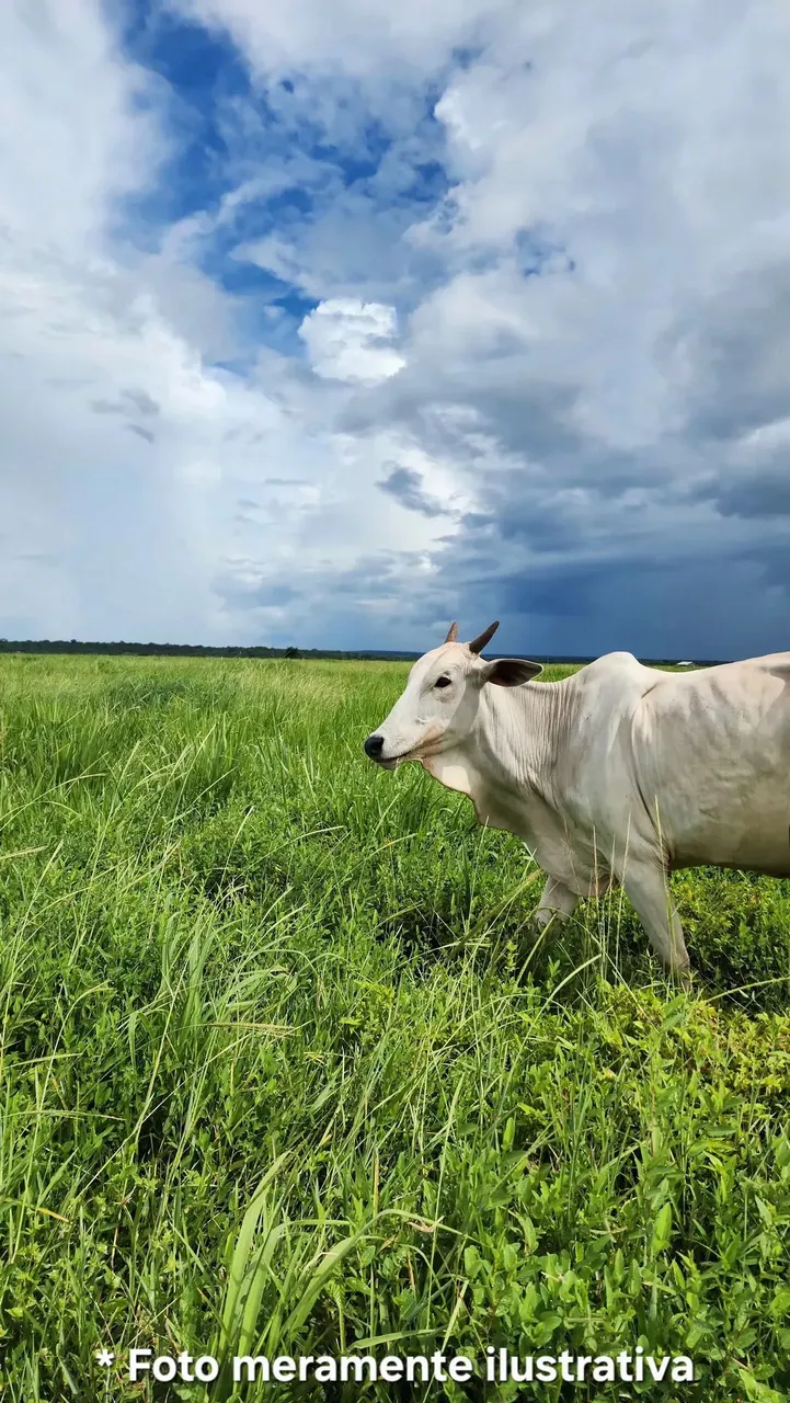 Fazenda à venda com 1482 hectares - Estrada sentido Trevo do Lagarto indo para Cáceres - M