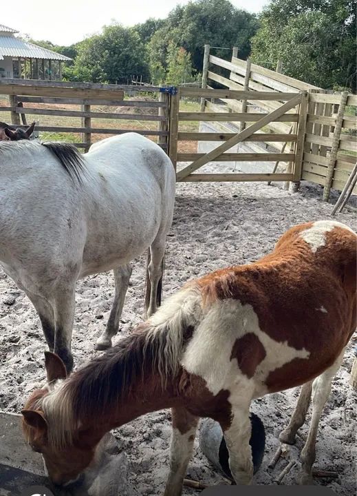 Potro Mangalarga Marchador - Foto 2