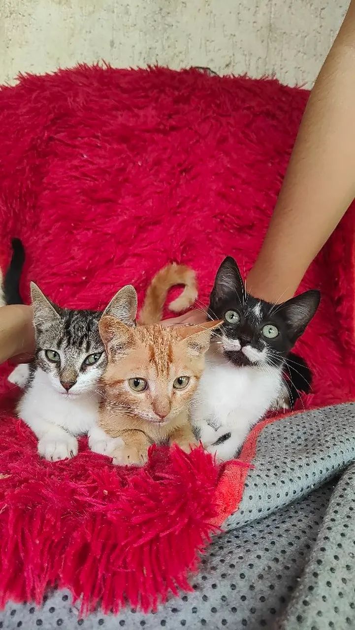 Doação de gatos - Foto 5