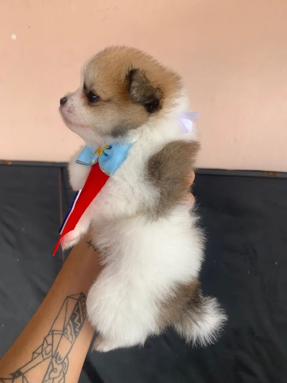Filhote de Spitz Alemão Anao  - Foto 2