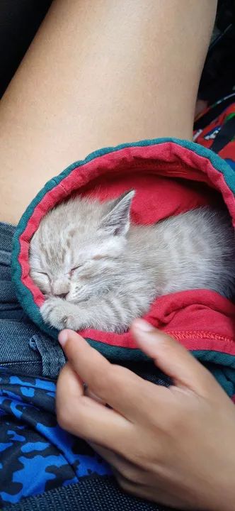 Doação de gatinho - Foto 2