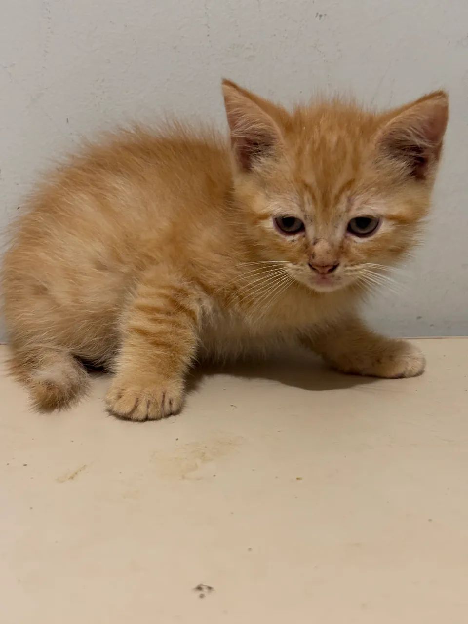 Gatos meio persas  - Foto 2