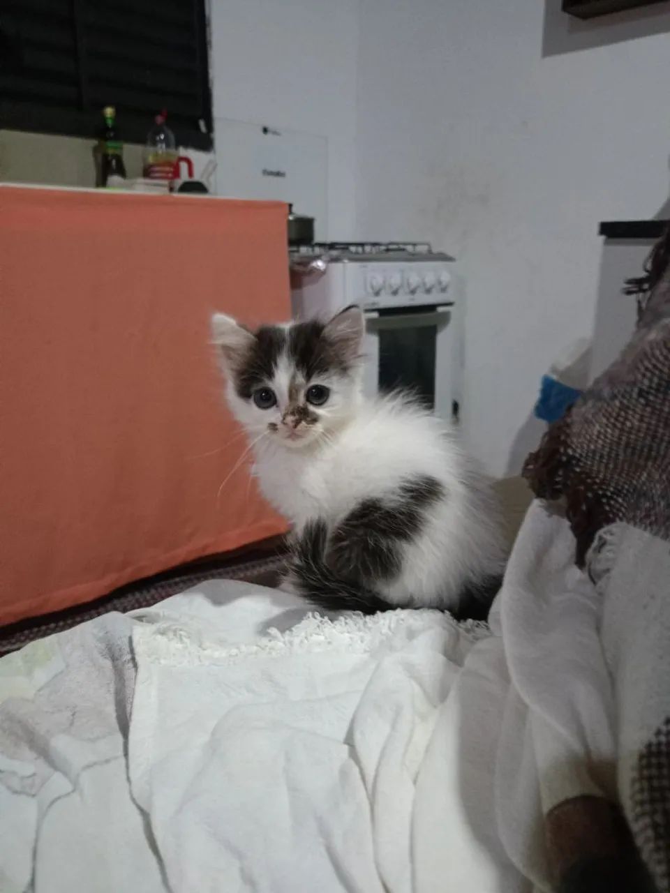 Doação de gato  - Foto 4