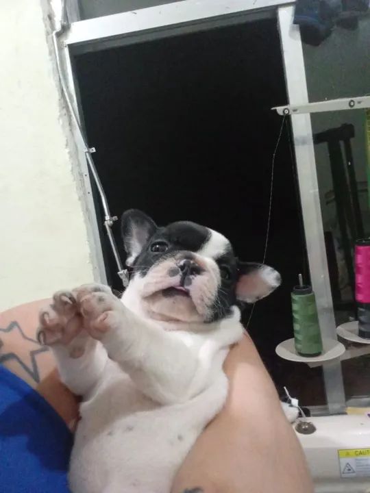 Filhote de Bulldog Francês
