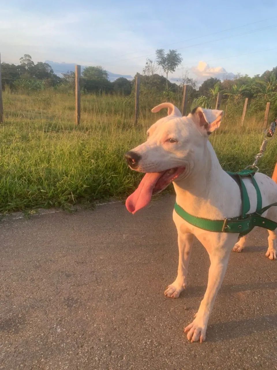Cachorro Pitbull - Foto 4