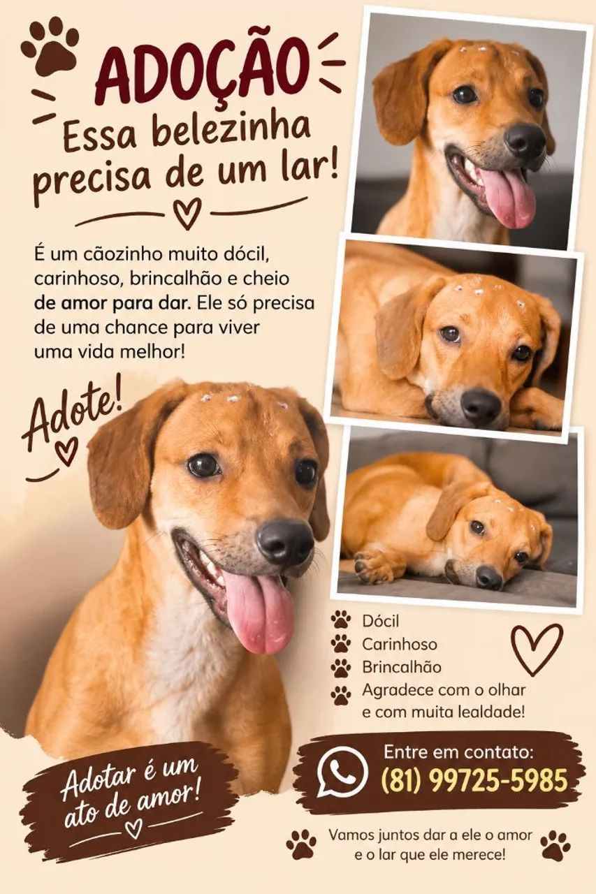 Cachorrinha castrada para adoção 