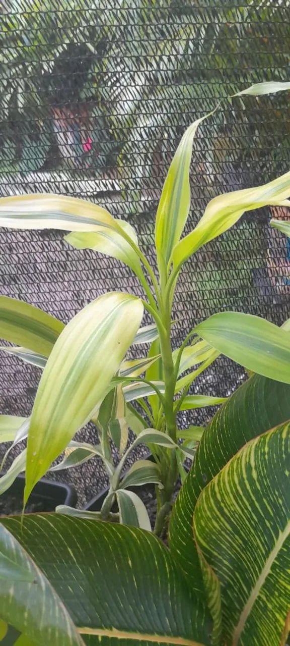 Vendo Plantas  - Foto 4