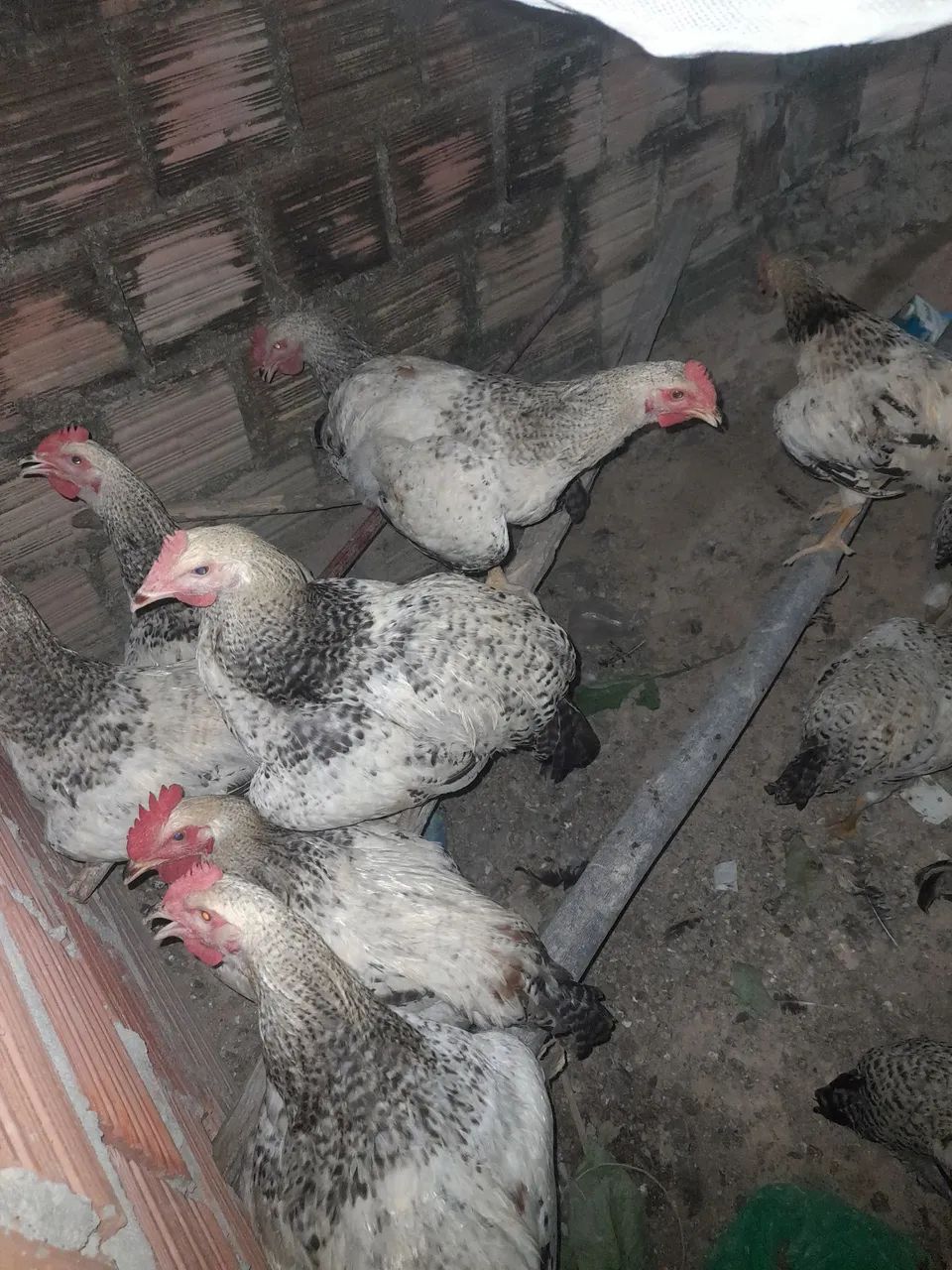 Frango e frangas - Foto 2