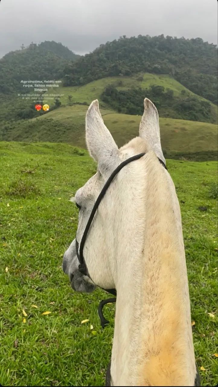 Vende-se égua  - Foto 2