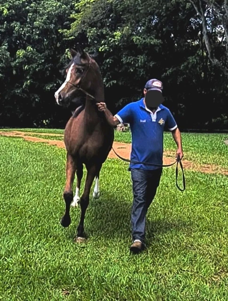 Cavalo Puro Sangue Árabe - Potranca - Foto 2