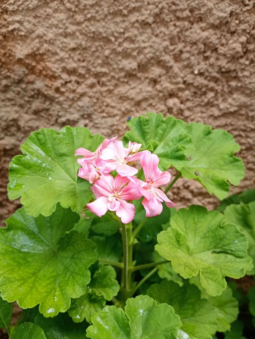 Gerânio  - Foto 2