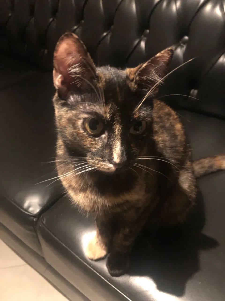 Doação de gata