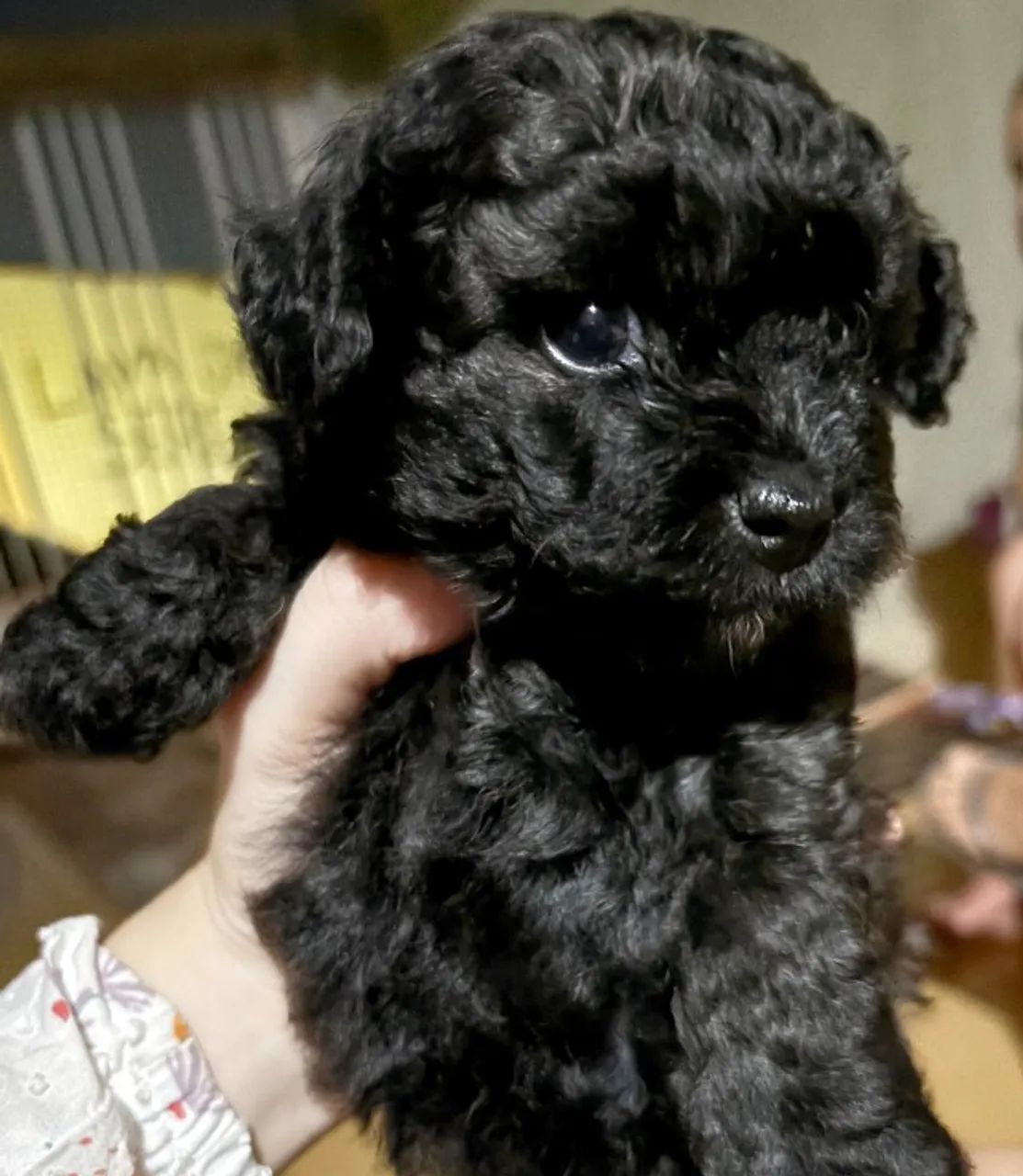 FILHOTES DE POODLE - Foto 4