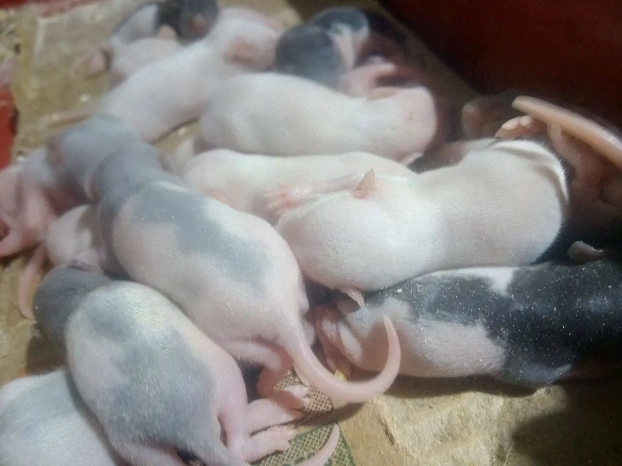 Twisters (RATAZANA DOMÉSTICA) - Foto 2