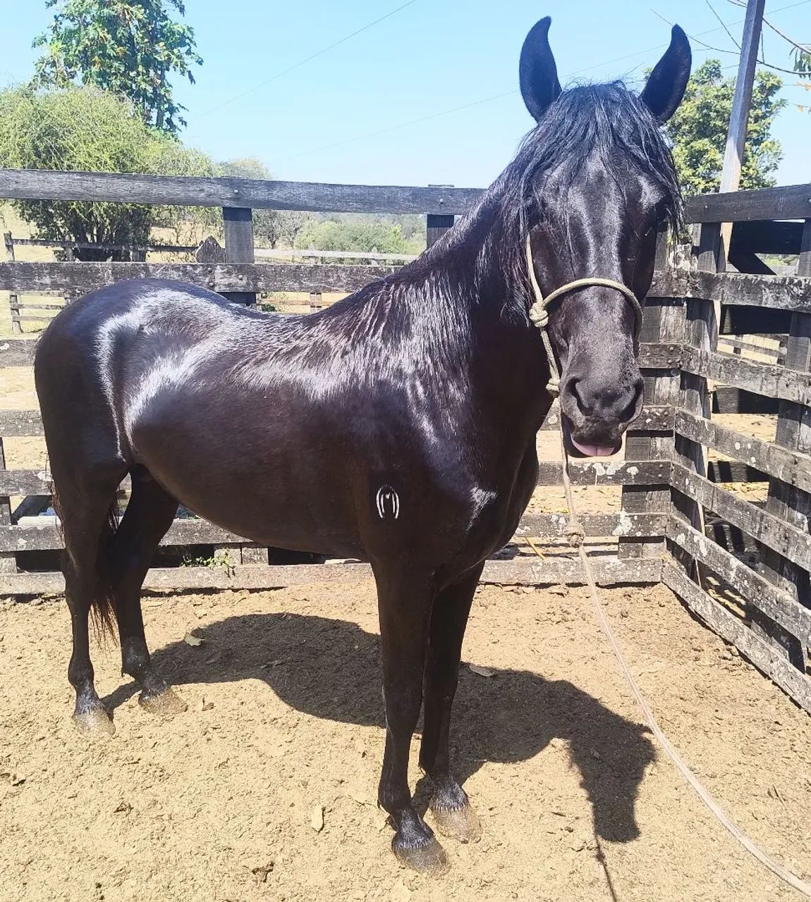 Cavalo - Foto 3