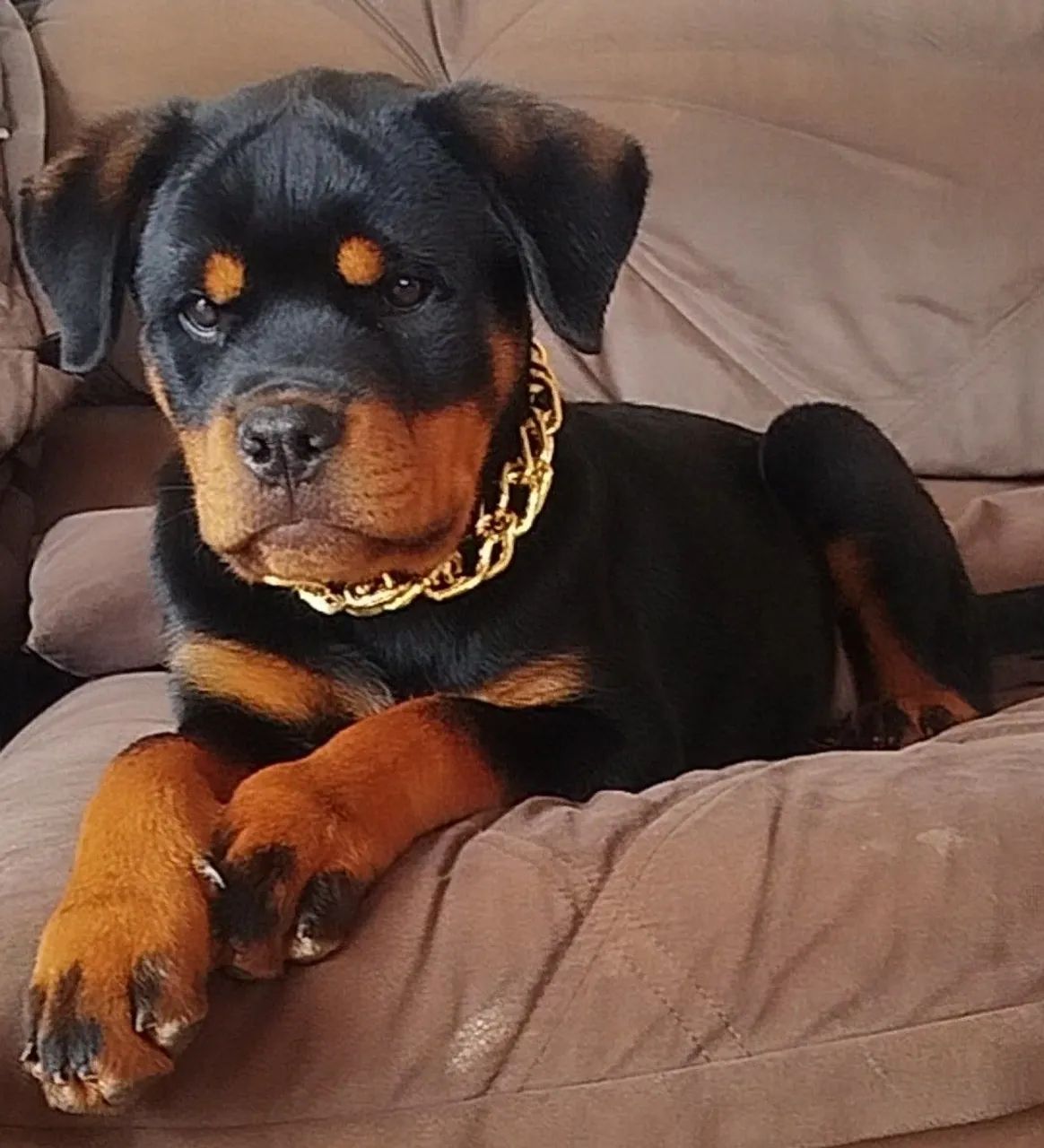Fêmea Rottweiler 3 meses - Foto 4