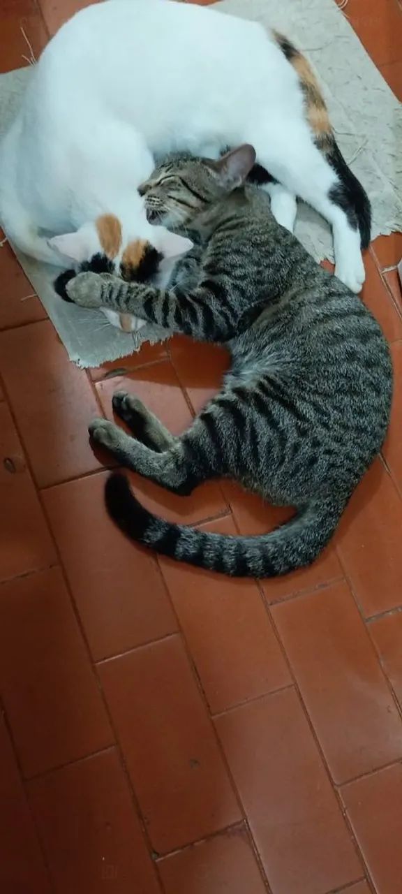 Gato adoção responsável 