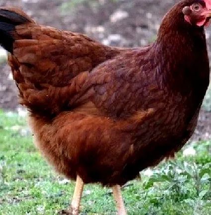 Galinhas e Galos Rhode Island Red - Alta Postura | Campo Grande MS - Foto 3