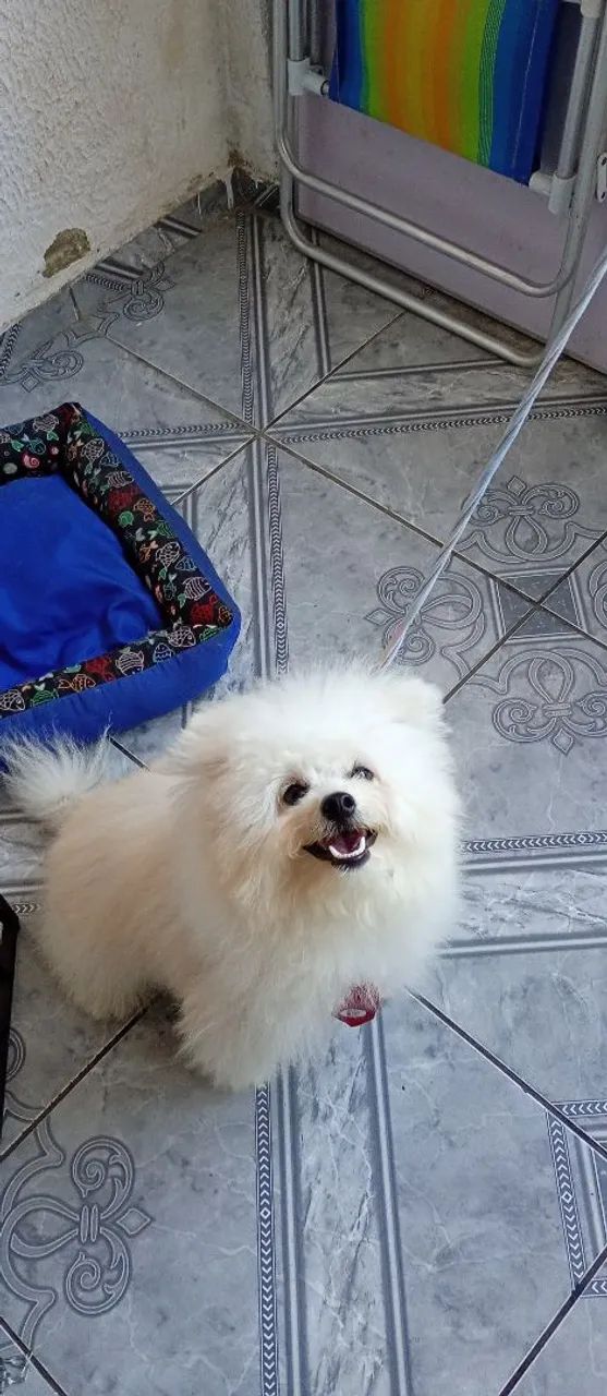 Spitz alemão misturado - Foto 4