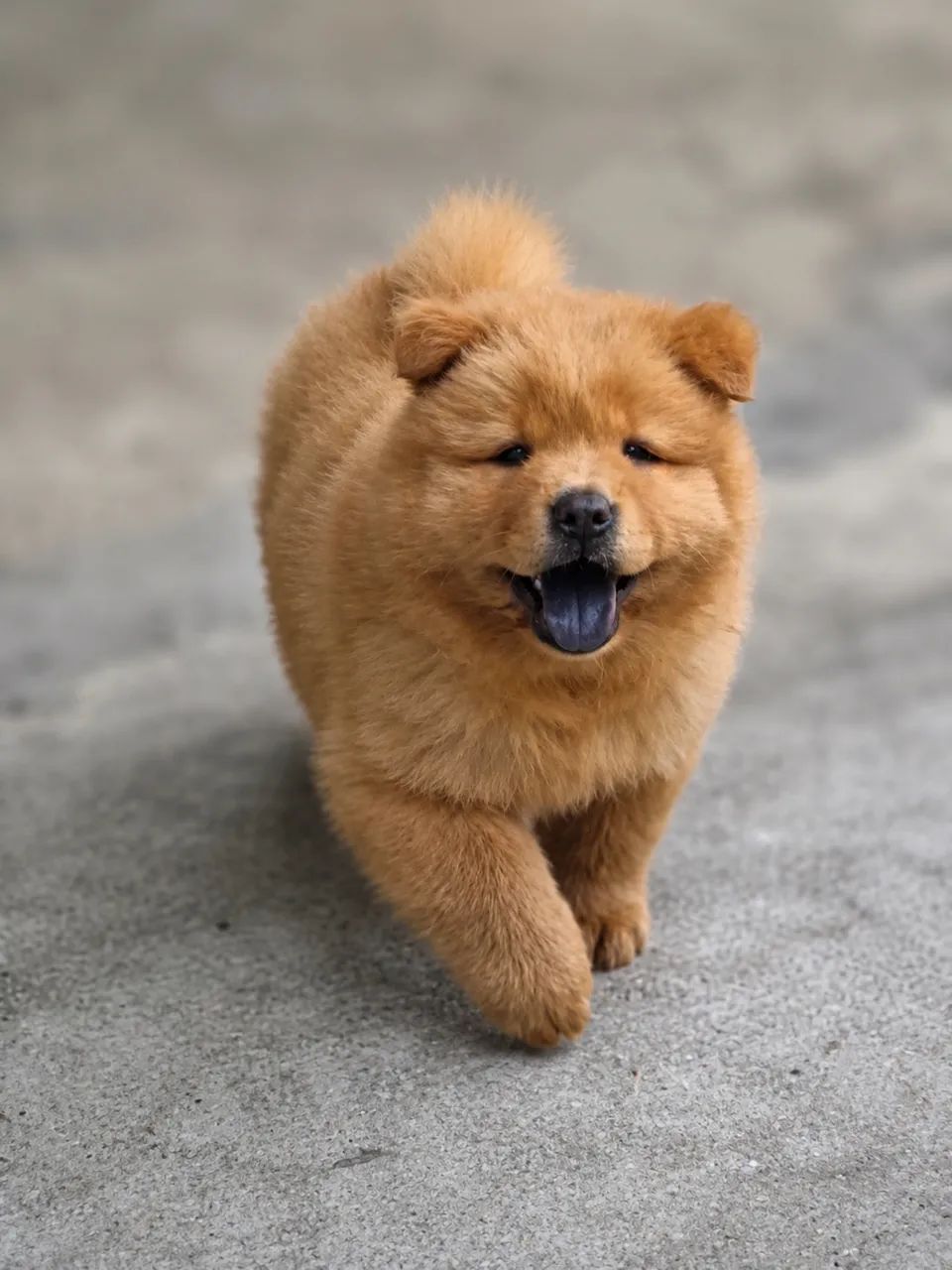 Chow Chow macho vermelho  - Foto 2