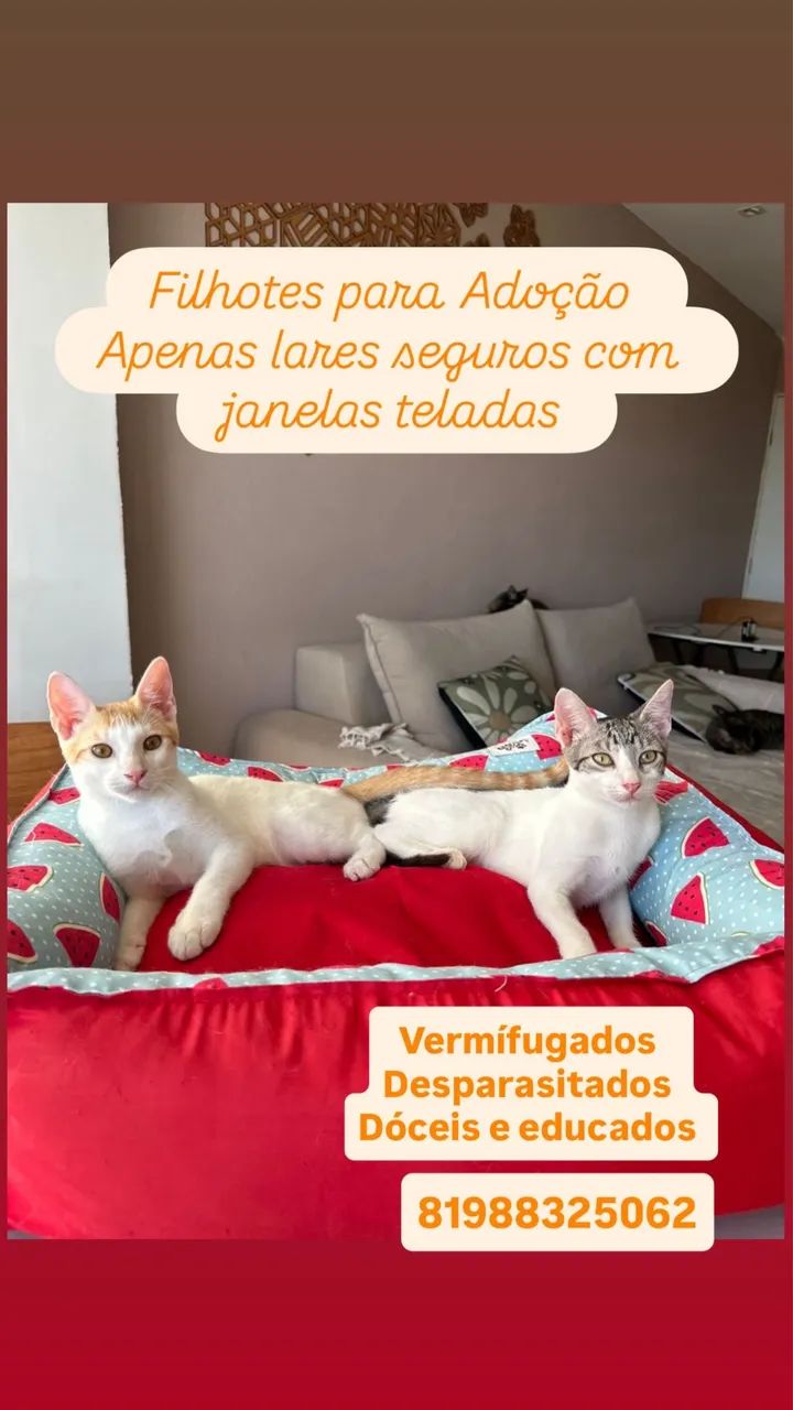 Gatos filhotes para adoção 