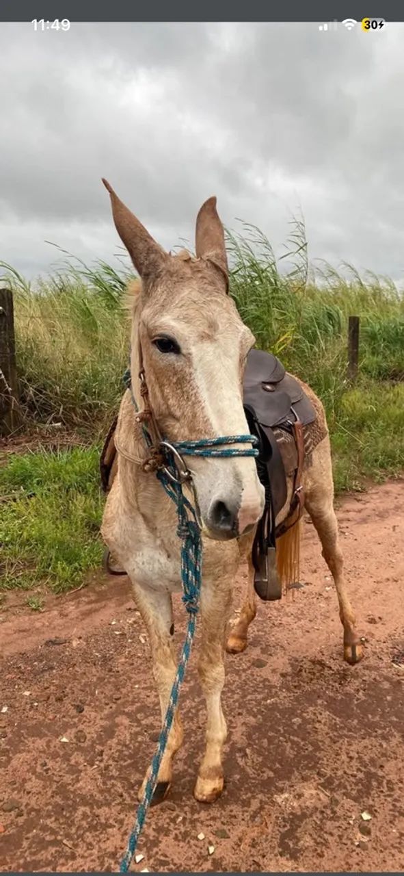 Burro 