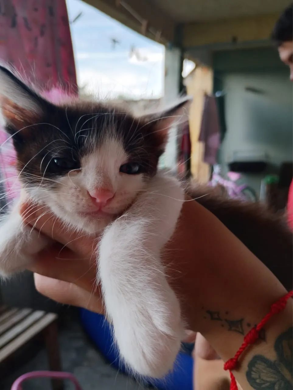 Gatinhos para doação  - Foto 5