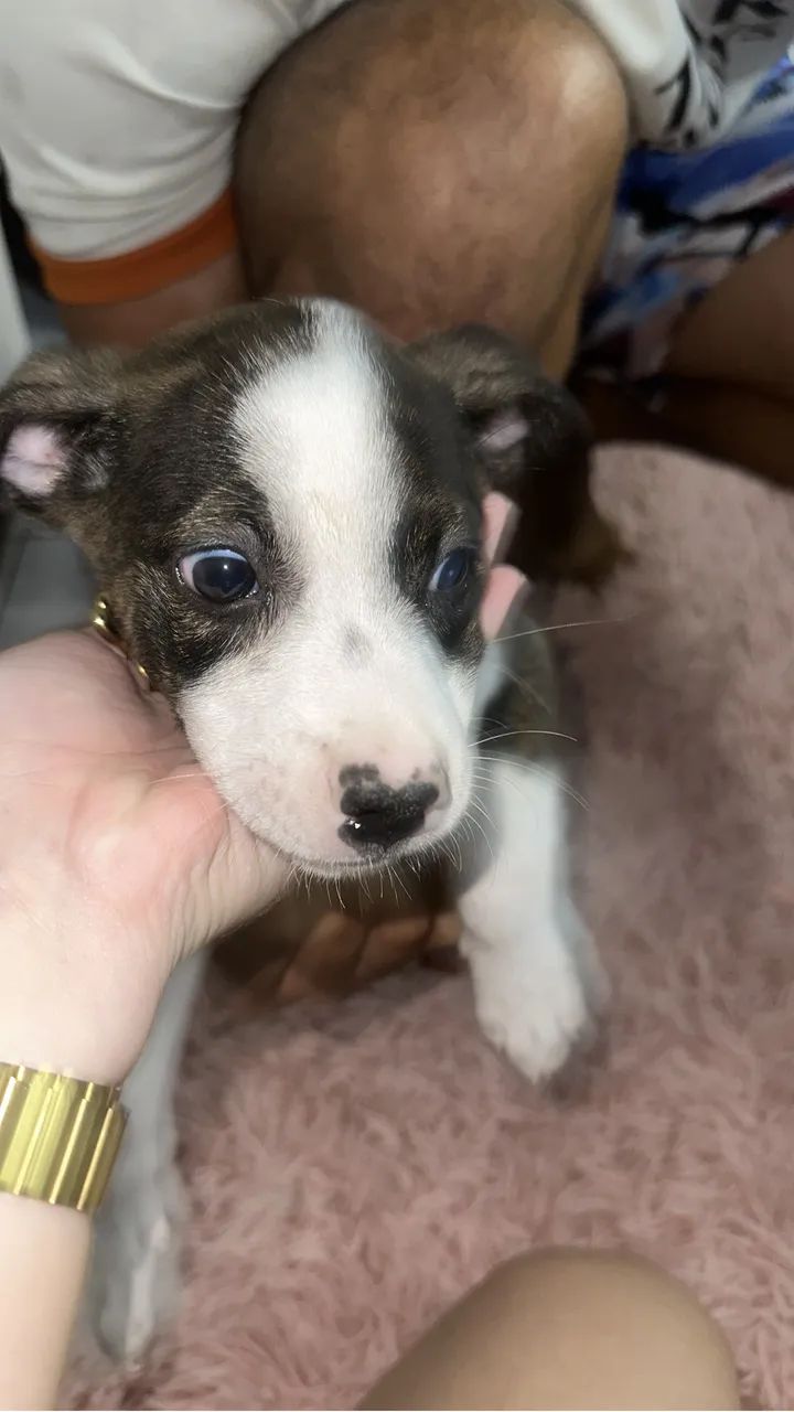 filhote p adoção - Foto 2