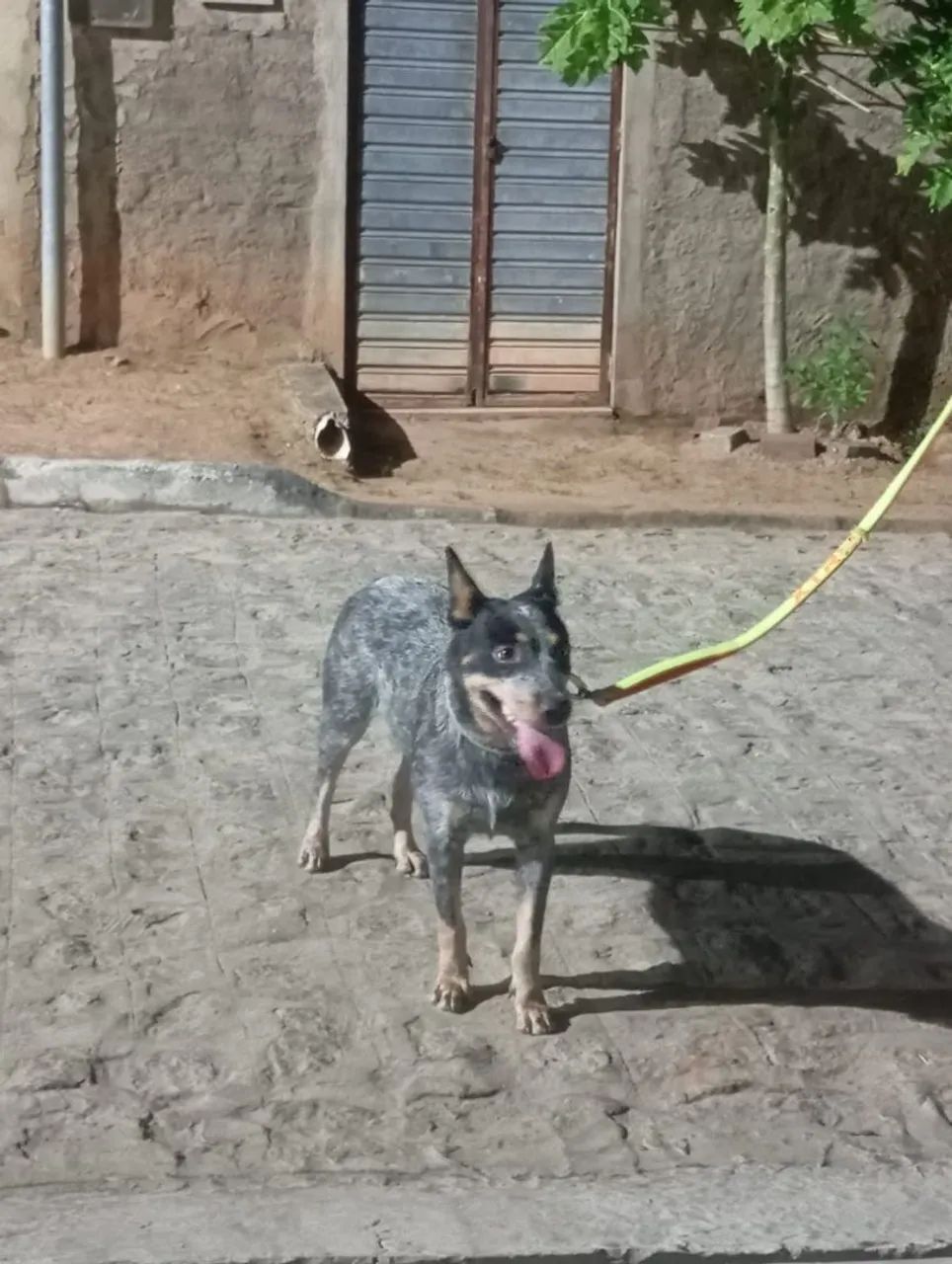 Cachorra
