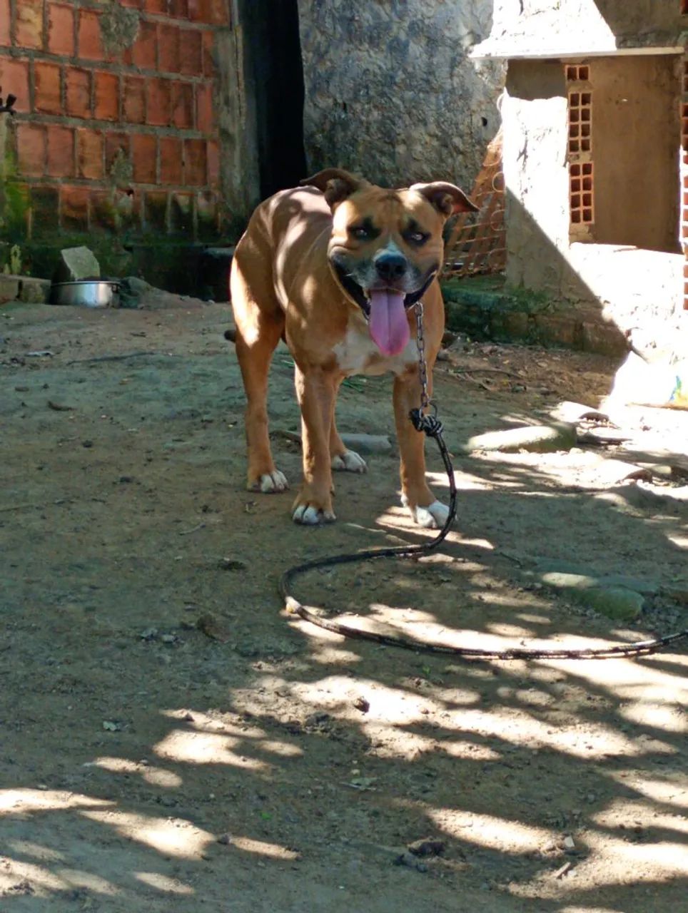 Pitbull macho para cobertura 