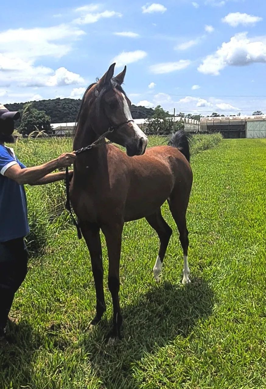 Cavalo Puro Sangue Árabe - Potranca