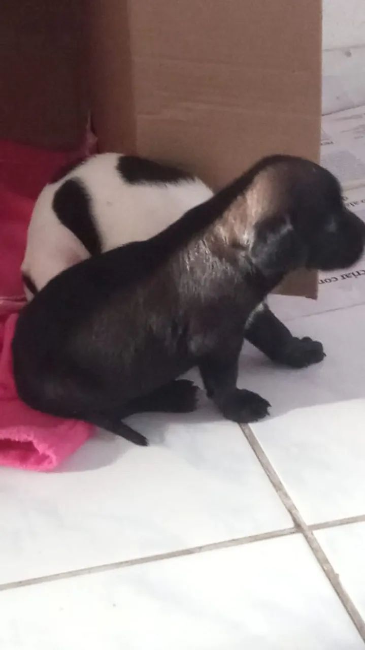 Cachorrinhos - Foto 4
