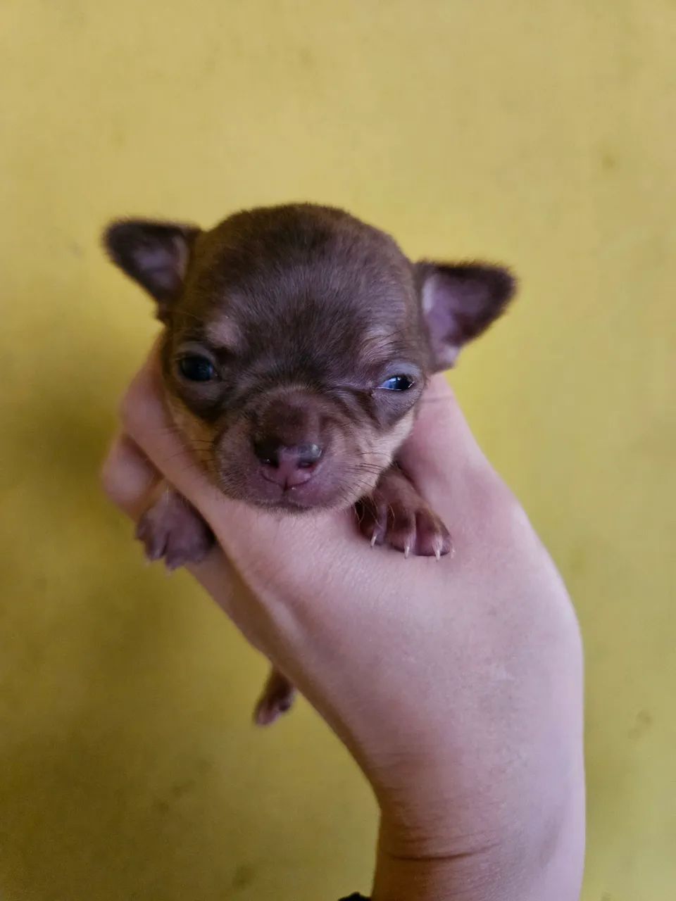 Chihuahua MACHO PELO CURTO