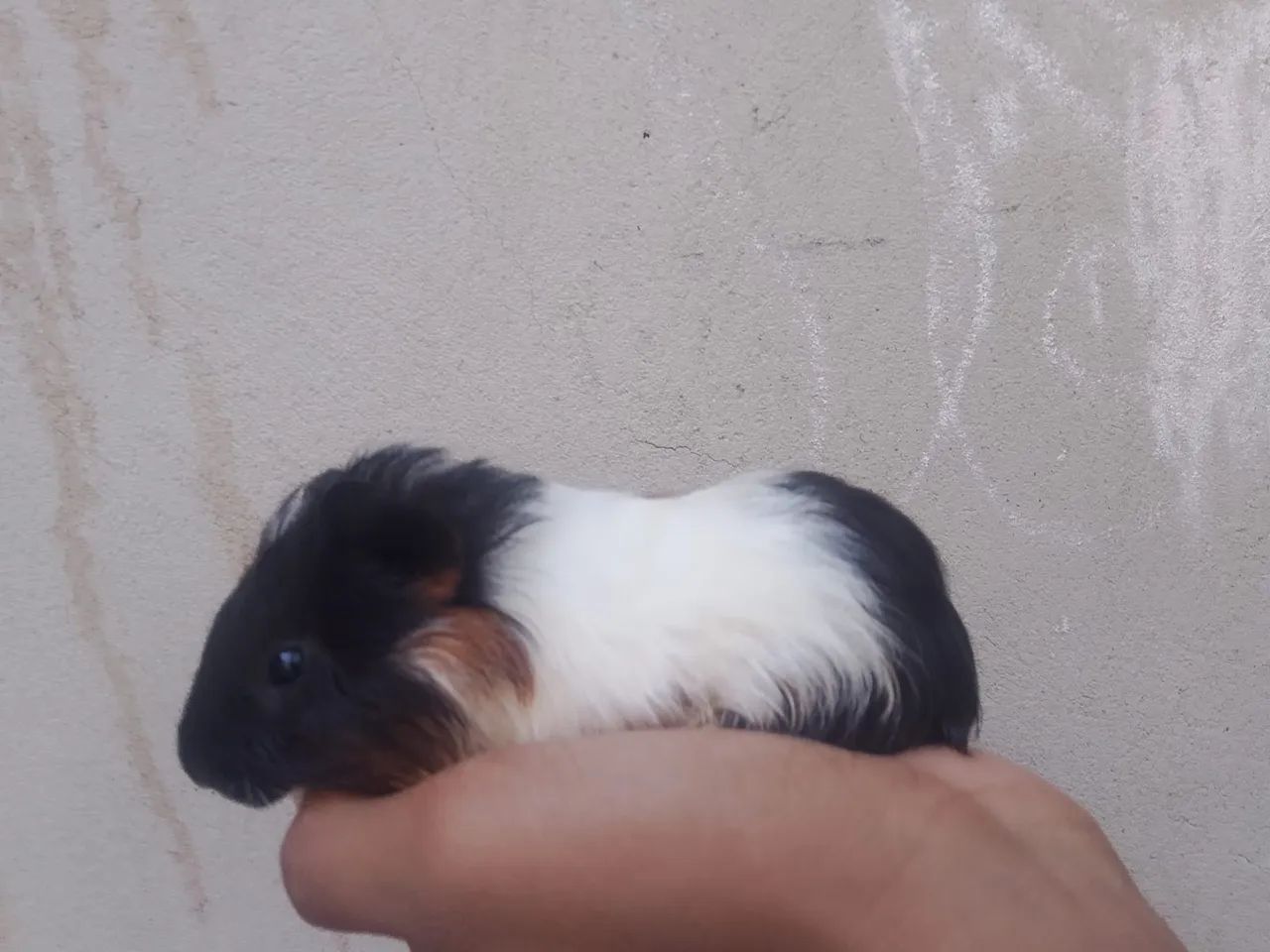 Porquinho da india peruano - Foto 2