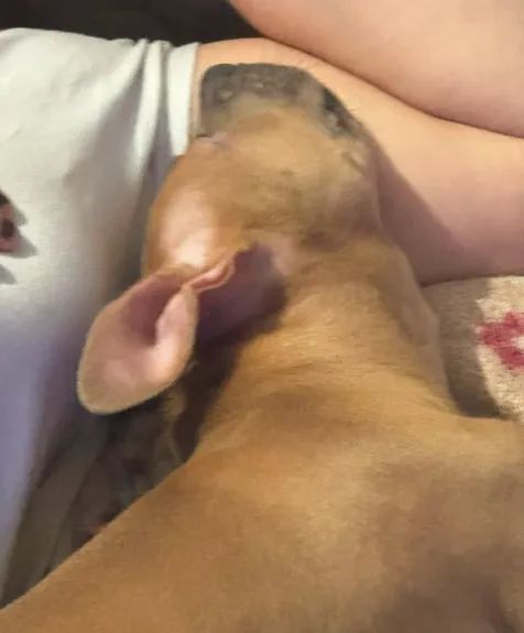 American Bully Pocket - Foto 3