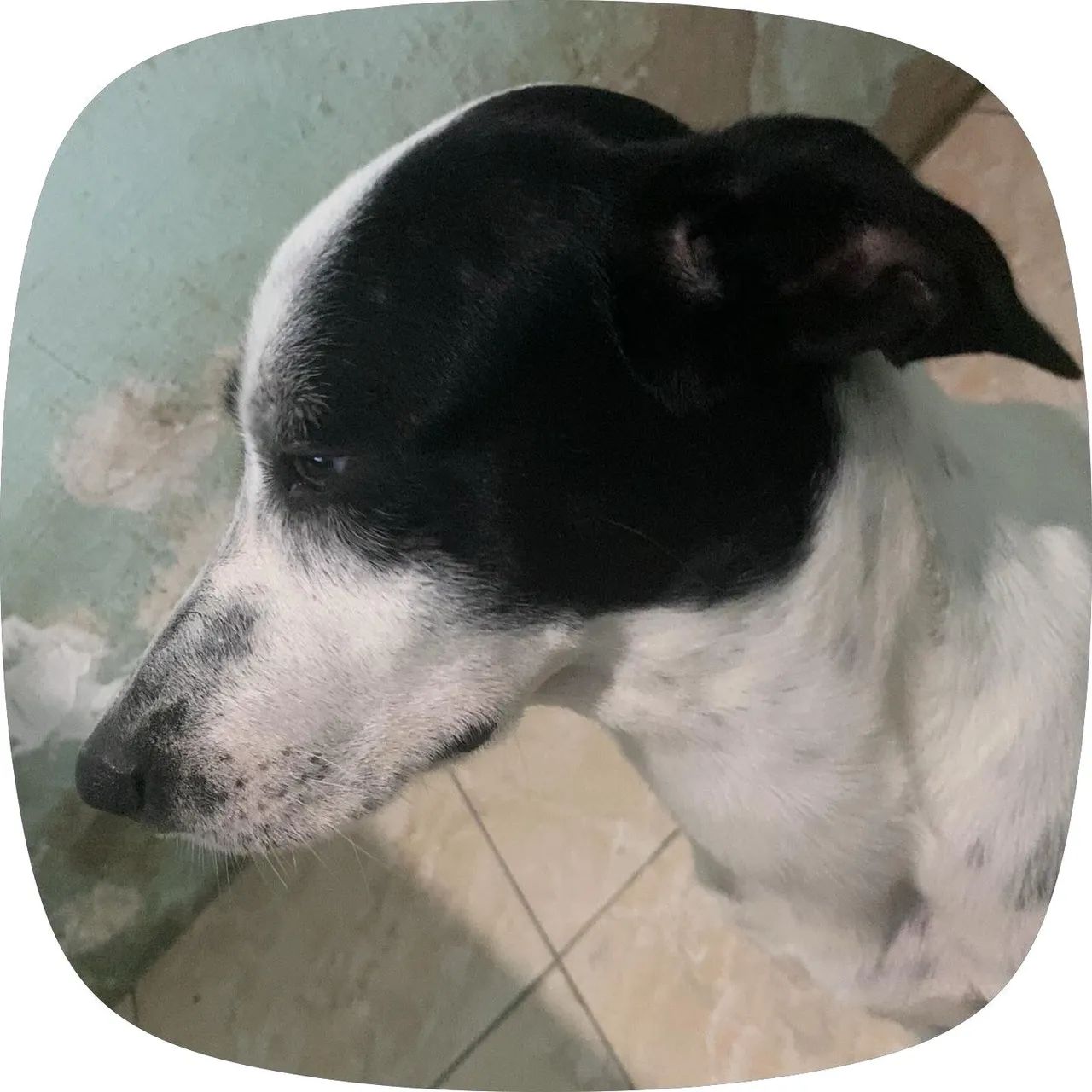 Cães  - Foto 5