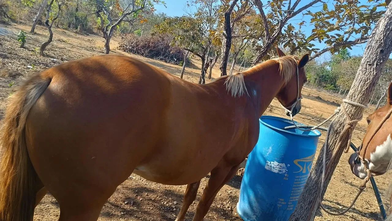 Vendo um cavalo e duas poldas 