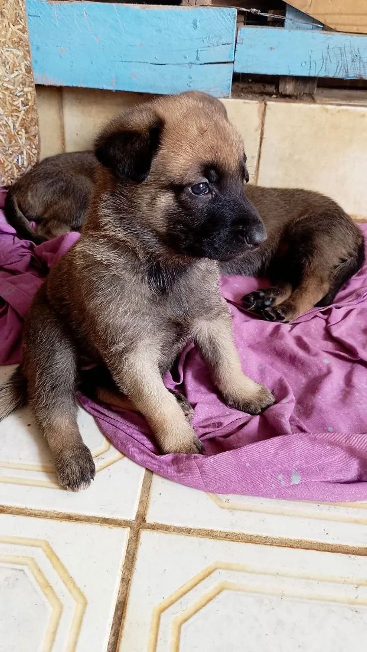 Pastor malinois  - Foto 2