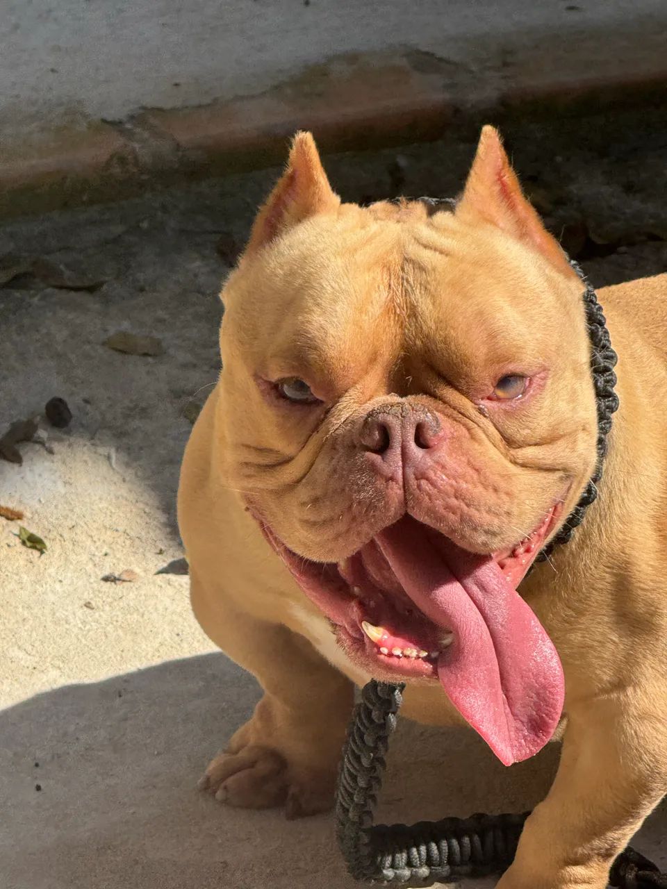 LILAC MICRO BULLY - COBERTURA COM PEDIGREE VALOR:  R$500 - Foto 4