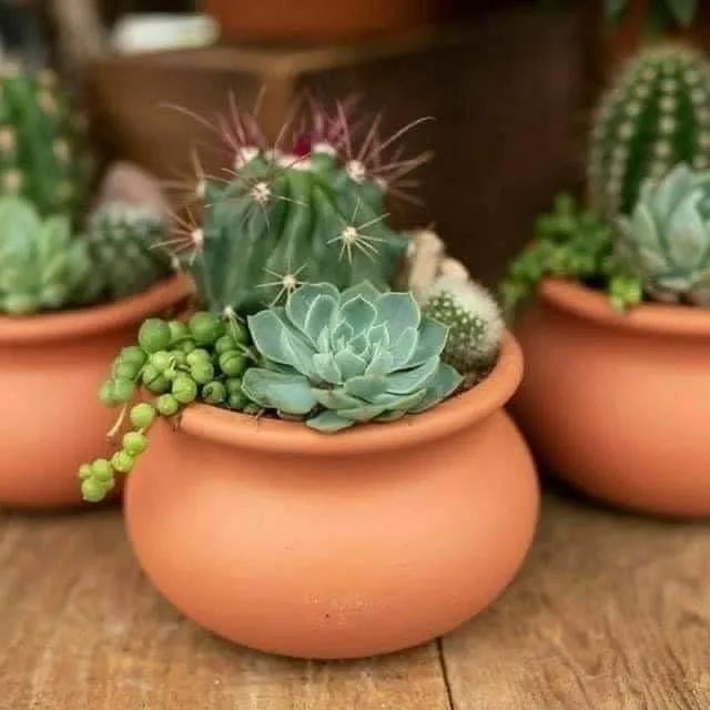 Mudinhas e vasos prontos disponíveis  - Foto 4