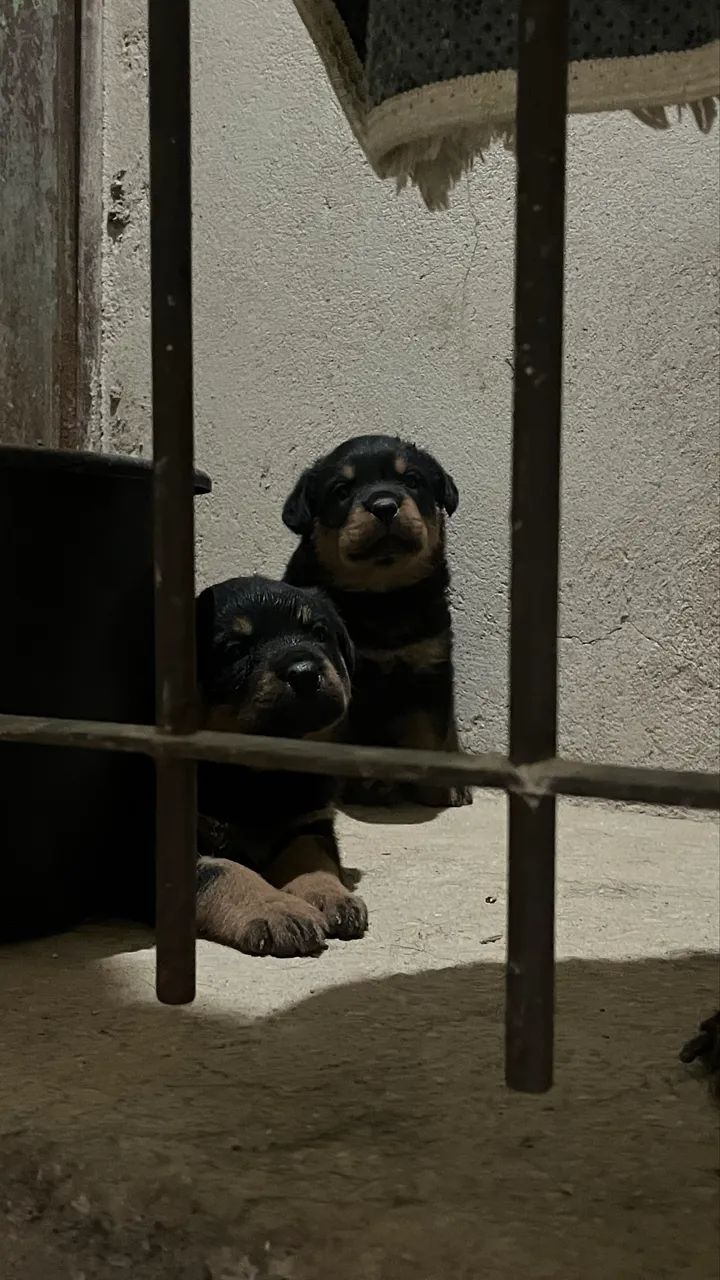 Cachorro  - Foto 4