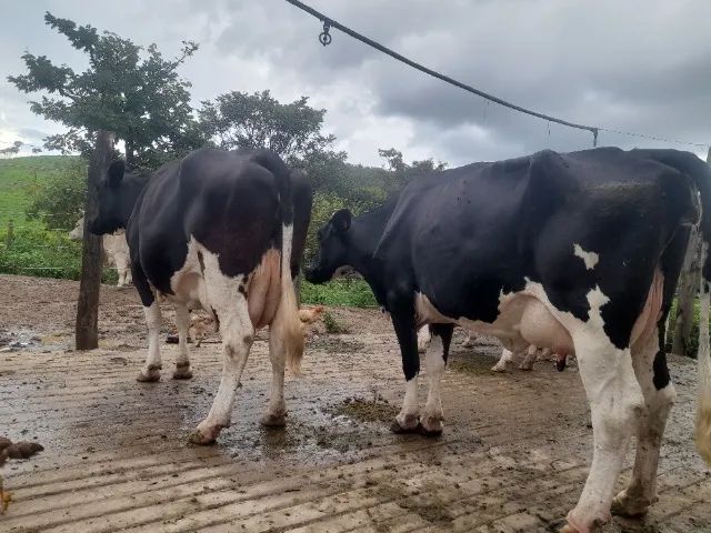 Liquidação de plantel de Vacas, Novilhas e Bezerras Leiteiras - Animais de Inseminação - Foto 5