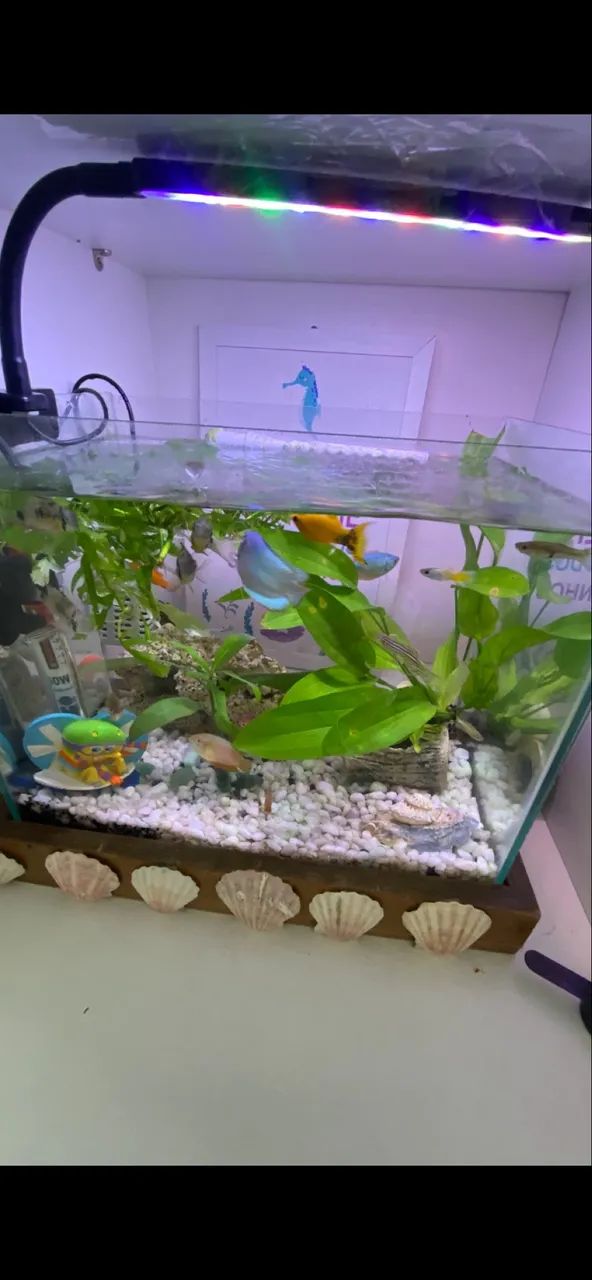 Aquario 15l base de madeira