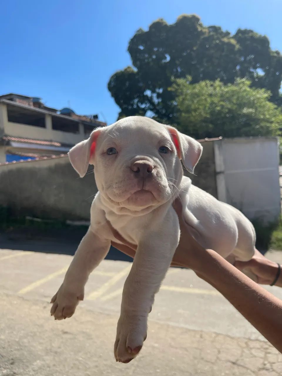 Animais  - Foto 2