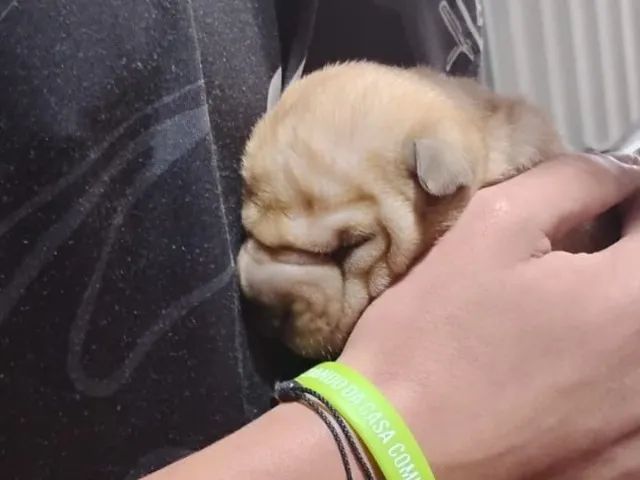 Filhotes de Shar Pei - Foto 4