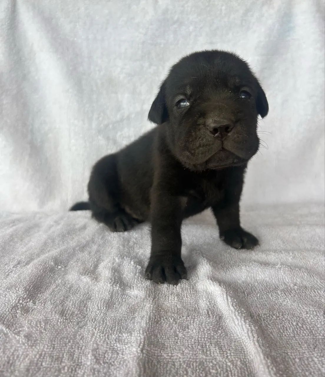 Filhote labrador  - Foto 3
