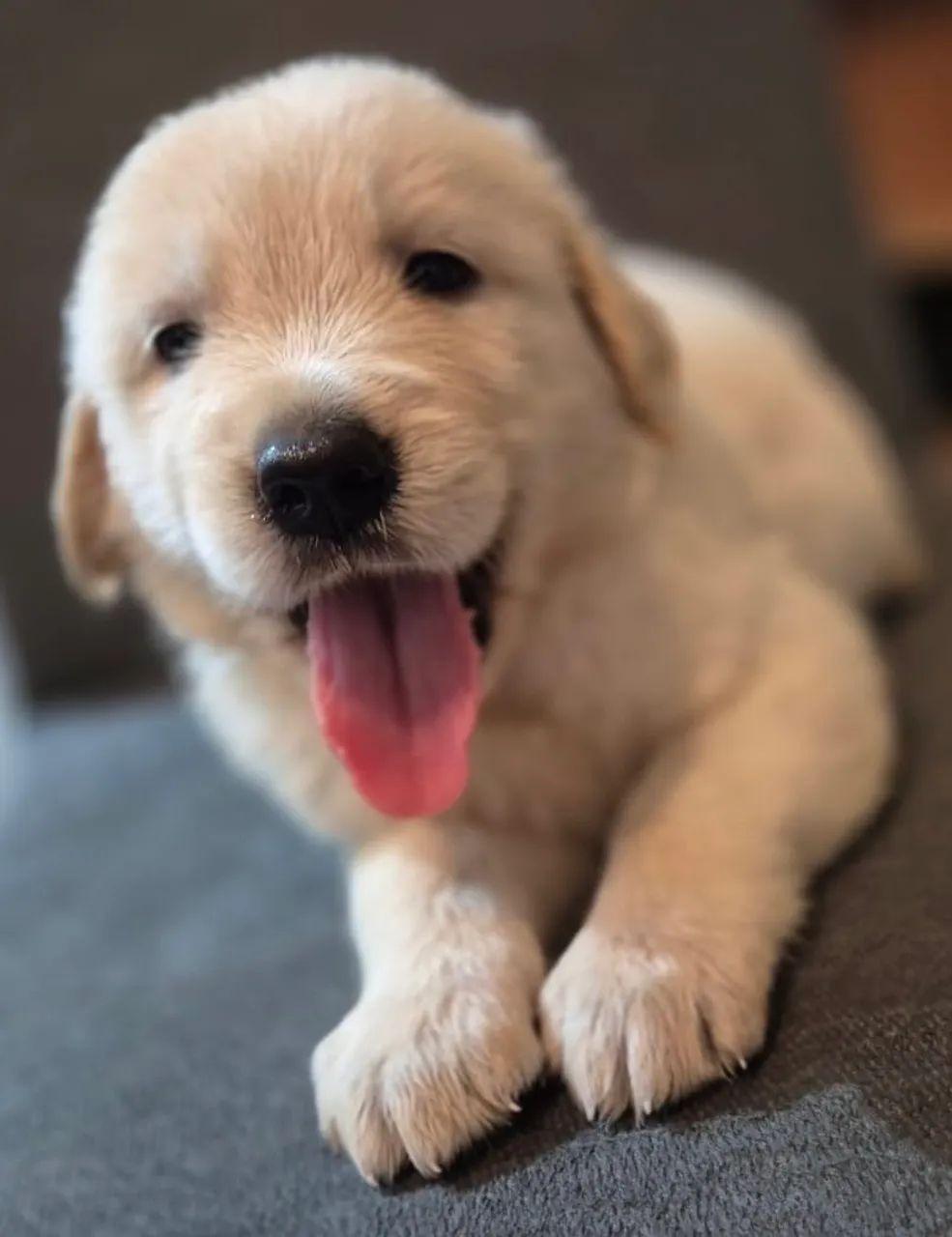 Filhote Golden Retriever 