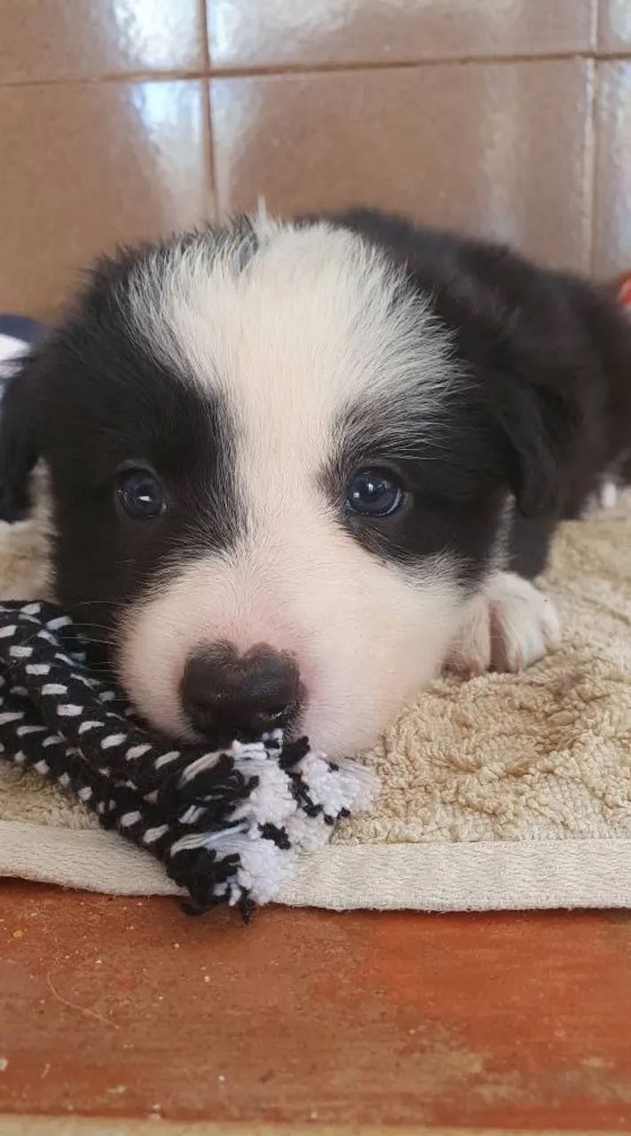 border collie - Foto 5